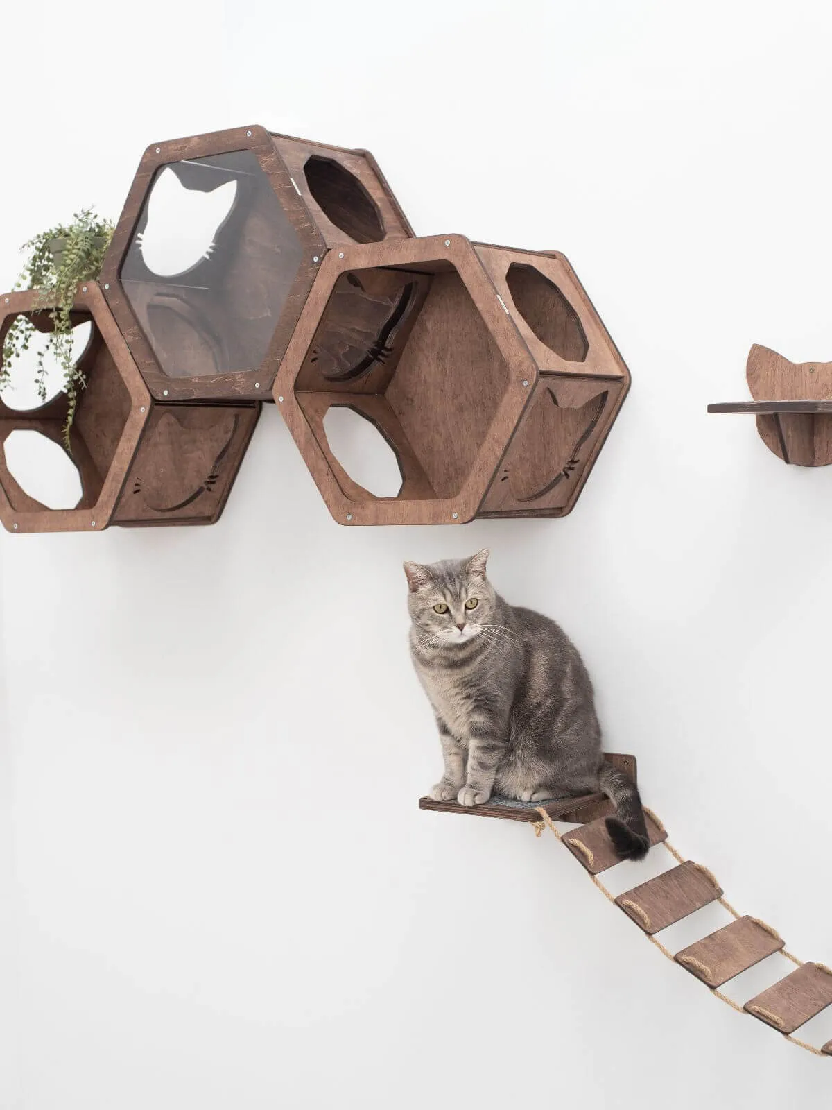 Cat Hexagon Shelf Dark Walnut