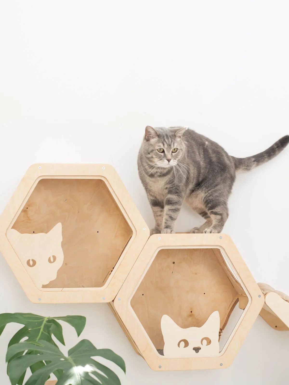 Cat Hexagon Shelf Dark Walnut