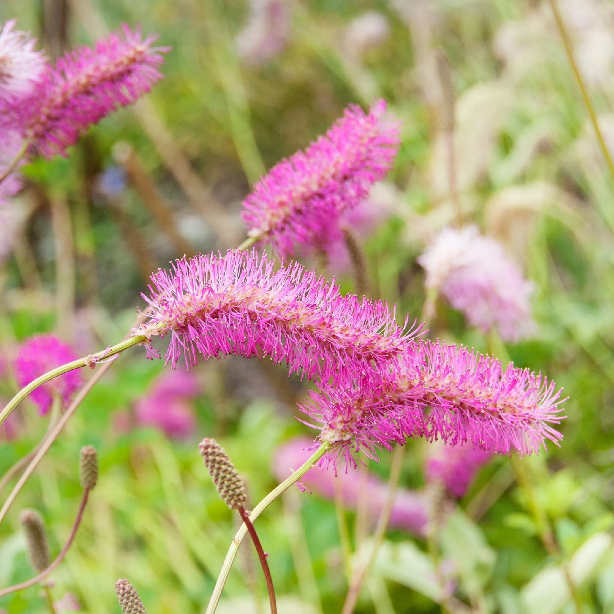 Sanguisorba Pink Brushes 2L